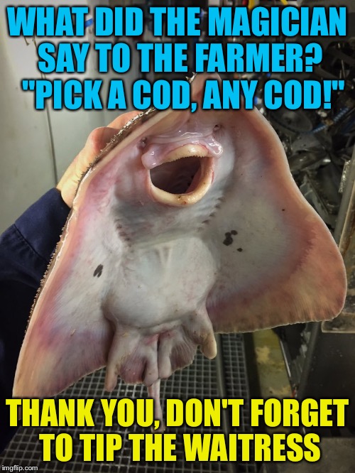 What The Fish | WHAT DID THE MAGICIAN SAY TO THE FARMER?  "PICK A COD, ANY COD!"; THANK YOU, DON'T FORGET TO TIP THE WAITRESS | image tagged in what the fish,memes | made w/ Imgflip meme maker