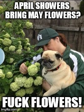 image tagged in funny,dogs,pugs,grumpy | made w/ Imgflip meme maker