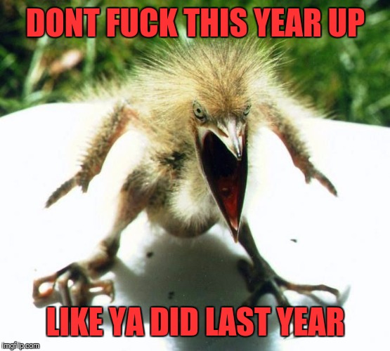 Angry bird | DONT F**K THIS YEAR UP LIKE YA DID LAST YEAR | image tagged in angry bird | made w/ Imgflip meme maker