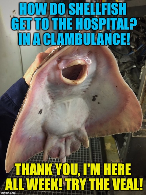 What The Fish | HOW DO SHELLFISH GET TO THE HOSPITAL? IN A CLAMBULANCE! THANK YOU, I'M HERE ALL WEEK! TRY THE VEAL! | image tagged in what the fish,memes | made w/ Imgflip meme maker