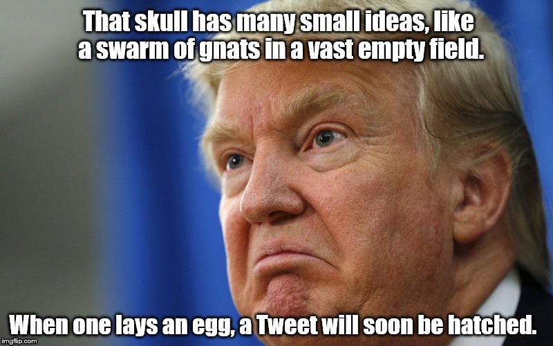 Trump Pouts | That skull has many small ideas, like a swarm of gnats in a vast empty field. When one lays an egg, a Tweet will soon be hatched. | image tagged in trump pouts | made w/ Imgflip meme maker