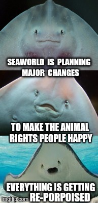 Bad Pun Manta Ray | SEAWORLD  IS  PLANNING  MAJOR  CHANGES; TO MAKE THE ANIMAL RIGHTS PEOPLE HAPPY; EVERYTHING IS GETTING; RE-PORPOISED | image tagged in bad pun,manta,aquarium,zoo,animal rights | made w/ Imgflip meme maker