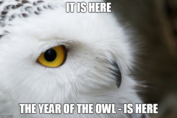 IT IS HERE; THE YEAR OF THE OWL - IS HERE | image tagged in 2017owlyear | made w/ Imgflip meme maker