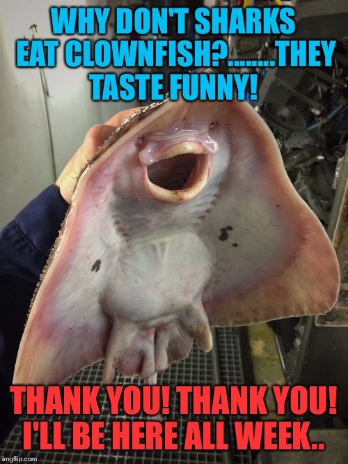 What The Fish | WHY DON'T SHARKS EAT CLOWNFISH?........THEY TASTE FUNNY! THANK YOU! THANK YOU! I'LL BE HERE ALL WEEK.. | image tagged in what the fish | made w/ Imgflip meme maker