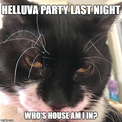 Happy New Year! | HELLUVA PARTY LAST NIGHT; WHO'S HOUSE AM I IN? | image tagged in happy new year,new years,funny animals,cats,funny memes | made w/ Imgflip meme maker