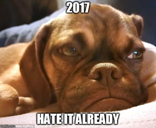 Grumpy Dog | 2017; HATE IT ALREADY | image tagged in grumpy dog | made w/ Imgflip meme maker