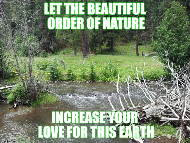 LET THE BEAUTIFUL ORDER OF NATURE; INCREASE YOUR LOVE FOR THIS EARTH | image tagged in forest | made w/ Imgflip meme maker