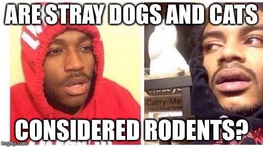 *hits blunt* | ARE STRAY DOGS AND CATS; CONSIDERED RODENTS? | image tagged in hits blunt | made w/ Imgflip meme maker