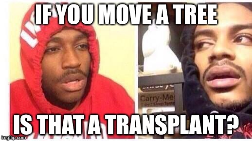 Hits blunt* | IF YOU MOVE A TREE; IS THAT A TRANSPLANT? | image tagged in hits blunt | made w/ Imgflip meme maker