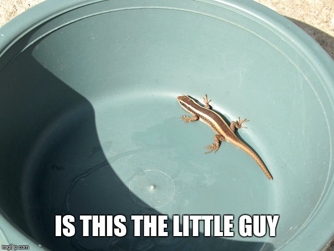 IS THIS THE LITTLE GUY | made w/ Imgflip meme maker