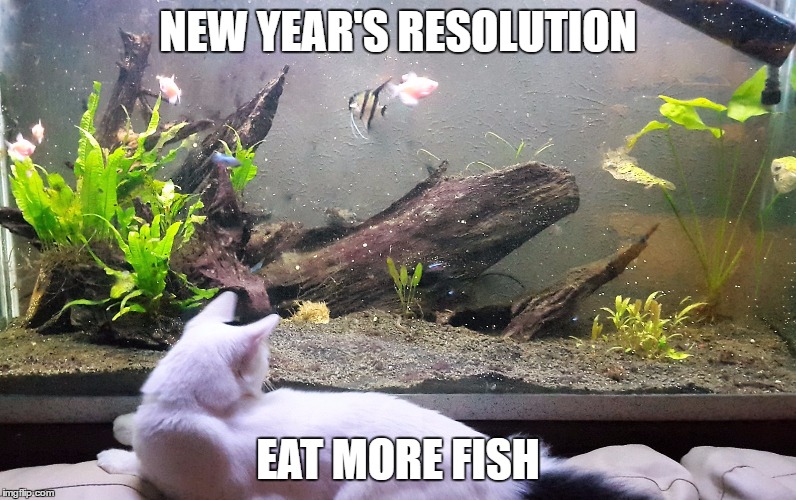NEW YEAR'S RESOLUTION; EAT MORE FISH | image tagged in fadora | made w/ Imgflip meme maker