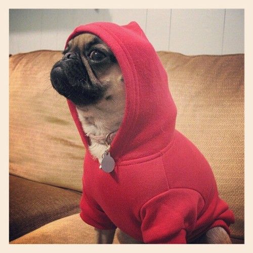 Puginhoodie Blank Meme Template