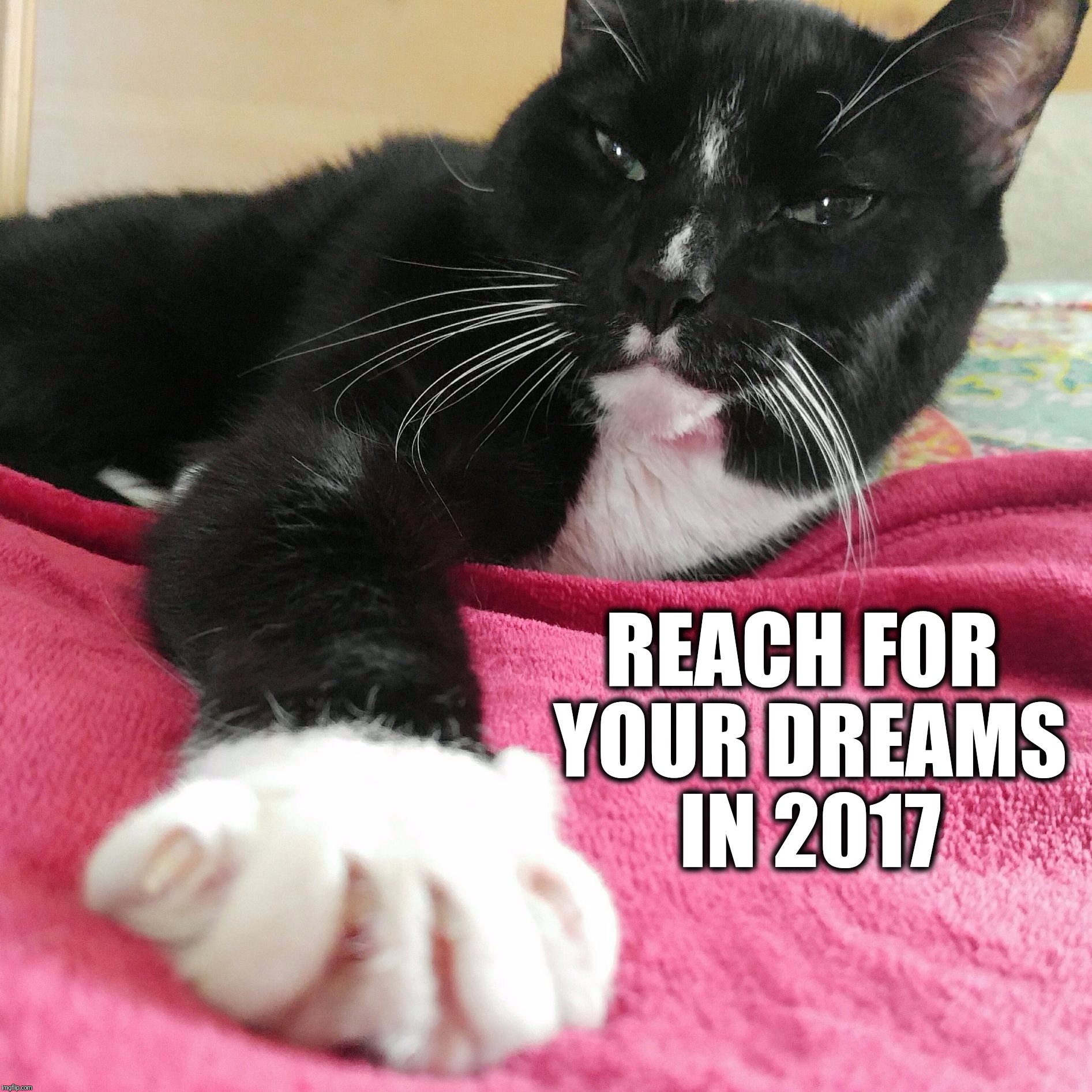 Reach for your dreams in 2017  |  REACH FOR YOUR DREAMS IN 2017 | image tagged in bert the cat,2017,new years 2017,reach for your dreams,inspirational,memes | made w/ Imgflip meme maker