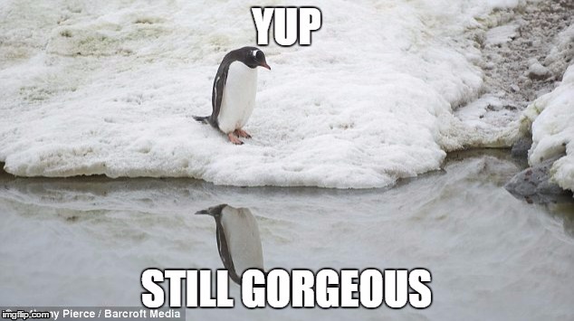 gorgeous penguin | image tagged in penguin | made w/ Imgflip meme maker