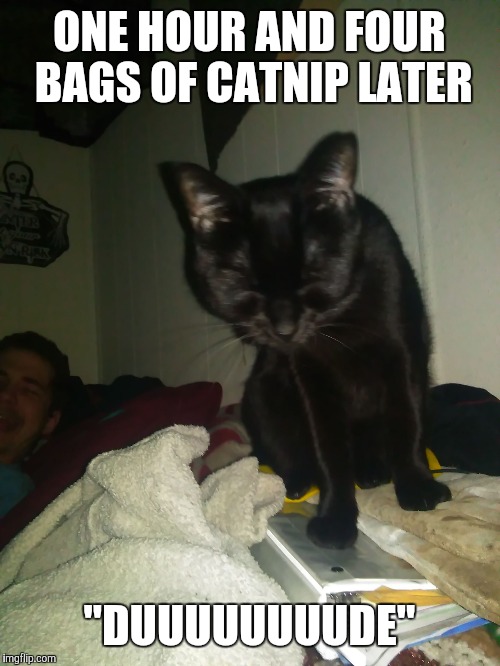 ONE HOUR AND FOUR BAGS OF CATNIP LATER; "DUUUUUUUUDE" | image tagged in stoned cat | made w/ Imgflip meme maker