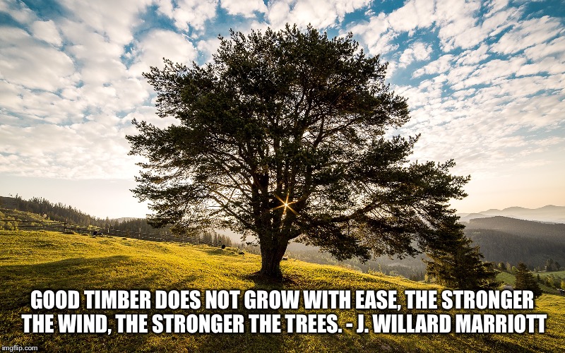 Never cut a tree down in the wintertime | GOOD TIMBER DOES NOT GROW WITH EASE, THE STRONGER THE WIND, THE STRONGER THE TREES. - J. WILLARD MARRIOTT | image tagged in tree,strength | made w/ Imgflip meme maker