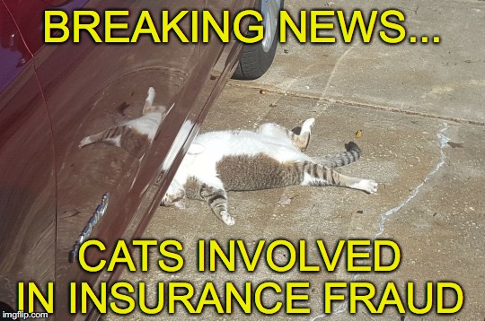 Feline Fraud | BREAKING NEWS... CATS INVOLVED IN INSURANCE FRAUD | image tagged in funny cats | made w/ Imgflip meme maker