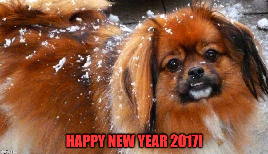 Happy New Year from Jaffa | HAPPY NEW YEAR 2017! | image tagged in happy new year,tibetan spaniel,snow | made w/ Imgflip meme maker