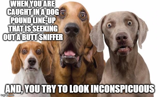 shocked dogs | WHEN YOU ARE CAUGHT IN A DOG POUND LINE-UP THAT IS SEEKING OUT A BUTT SNIFFER; AND, YOU TRY TO LOOK INCONSPICUOUS | image tagged in shocked dogs | made w/ Imgflip meme maker