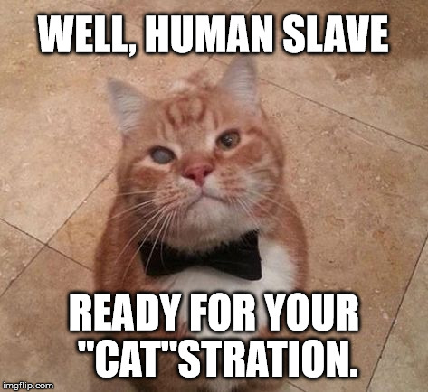 Fur Bond Villain Revenge | WELL, HUMAN SLAVE; READY FOR YOUR "CAT"STRATION. | image tagged in memes,funny memes,cats,james bond,villain | made w/ Imgflip meme maker