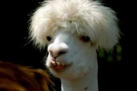 High Quality bad hair day llama Blank Meme Template