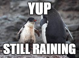 penguin rain | YUP; STILL RAINING | image tagged in penguin,yup | made w/ Imgflip meme maker