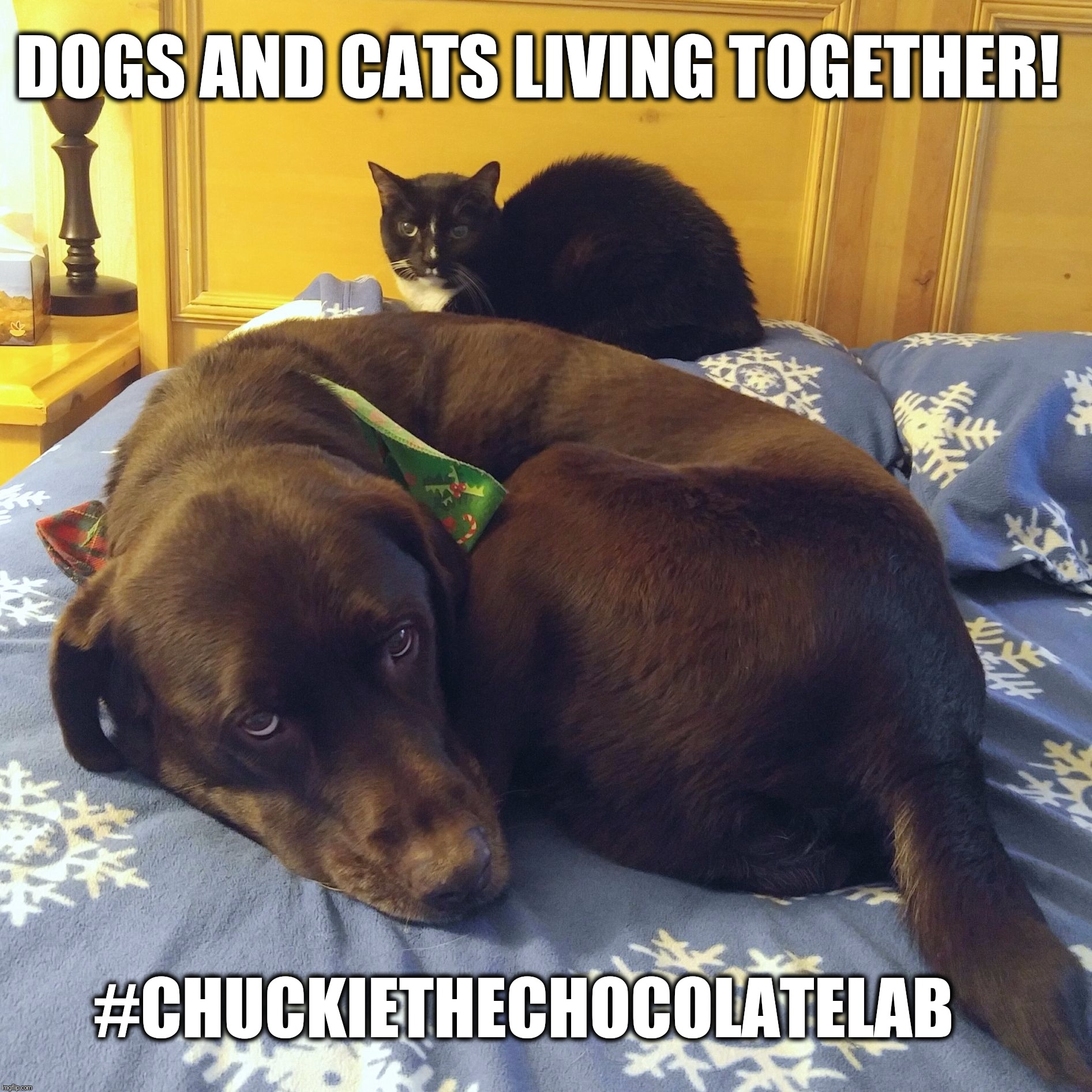 Dogs and cats living together!  | DOGS AND CATS LIVING TOGETHER! #CHUCKIETHECHOCOLATELAB | image tagged in chuckie the chocolate lab,dogs and cats,funny,memes,cute,ghostbusters | made w/ Imgflip meme maker