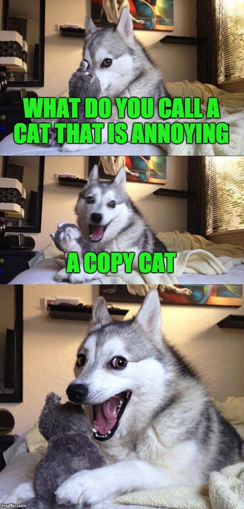 You Get | WHAT DO YOU CALL A CAT THAT IS ANNOYING; A COPY CAT | image tagged in memes,bad pun dog | made w/ Imgflip meme maker