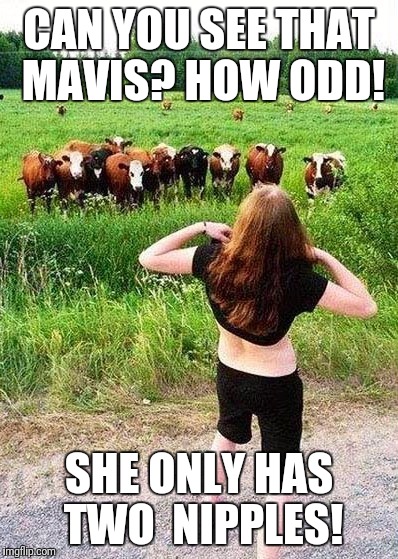Flashing Cows(?) | CAN YOU SEE THAT MAVIS? HOW ODD! SHE ONLY HAS TWO  NIPPLES! | image tagged in flashing cows | made w/ Imgflip meme maker