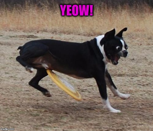 YEOW! | image tagged in frisbie to the nutz | made w/ Imgflip meme maker