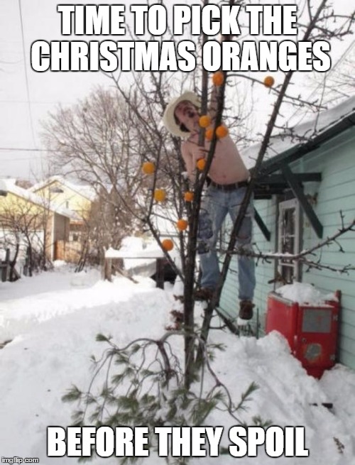 TIME TO PICK THE CHRISTMAS ORANGES; BEFORE THEY SPOIL | image tagged in christmas oranges | made w/ Imgflip meme maker