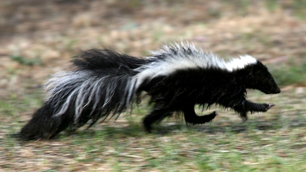 skunk Blank Meme Template