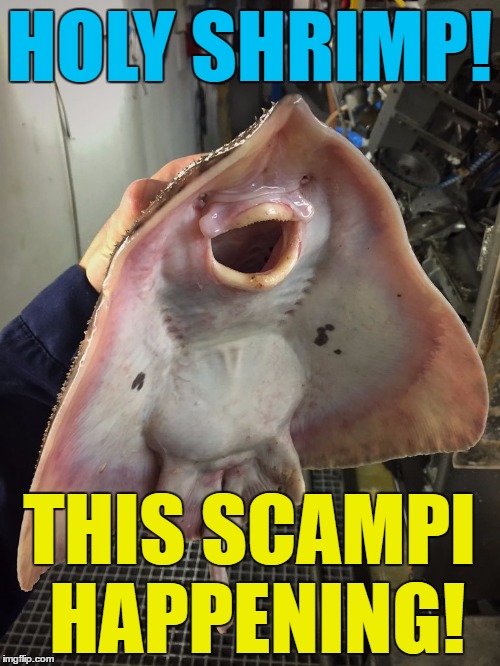 What The Fish | HOLY SHRIMP! THIS SCAMPI HAPPENING! | image tagged in what the fish | made w/ Imgflip meme maker