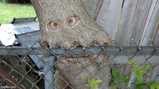 Break the laws of nature and you get mangled. | . | image tagged in trees,nature,tree | made w/ Imgflip meme maker