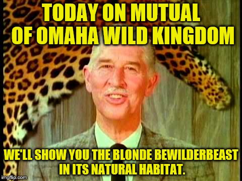 TODAY ON MUTUAL OF OMAHA WILD KINGDOM WE'LL SHOW YOU THE BLONDE BEWILDERBEAST IN ITS NATURAL HABITAT. | made w/ Imgflip meme maker