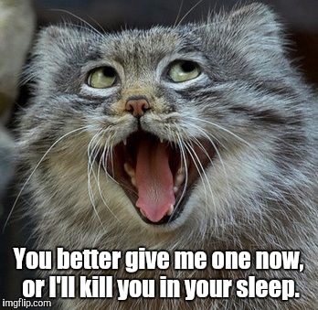 Cat | You better give me one now,  or I'll kill you in your sleep. | image tagged in cat | made w/ Imgflip meme maker