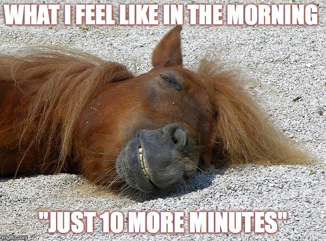 Horse hangover | WHAT I FEEL LIKE IN THE MORNING; "JUST 10 MORE MINUTES" | image tagged in horse hangover | made w/ Imgflip meme maker
