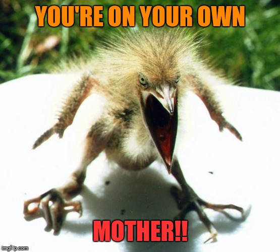 Unpleasant Bird | YOU'RE ON YOUR OWN MOTHER!! | image tagged in unpleasant bird | made w/ Imgflip meme maker