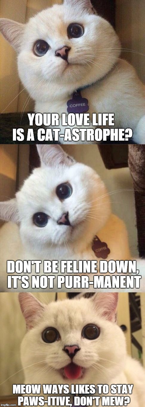 Punny Kitty | YOUR LOVE LIFE IS A CAT-ASTROPHE? DON'T BE FELINE DOWN, IT'S NOT PURR-MANENT; MEOW WAYS LIKES TO STAY PAWS-ITIVE, DON'T MEW? | image tagged in bad pun cat,positive thinking | made w/ Imgflip meme maker