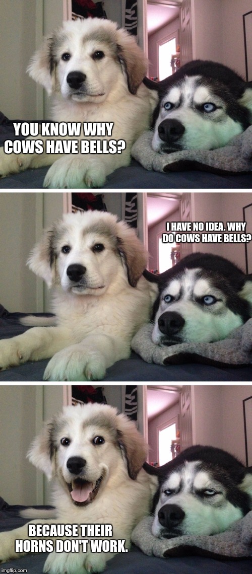 Bad pun dogs | YOU KNOW WHY COWS HAVE BELLS? I HAVE NO IDEA. WHY DO COWS HAVE BELLS? BECAUSE THEIR HORNS DON'T WORK. | image tagged in bad pun dogs | made w/ Imgflip meme maker