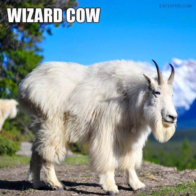 High Quality Wizard Cow Blank Meme Template