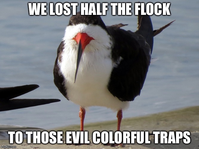 Even Less Popular Opinion Bird | WE LOST HALF THE FLOCK TO THOSE EVIL COLORFUL TRAPS | image tagged in even less popular opinion bird | made w/ Imgflip meme maker