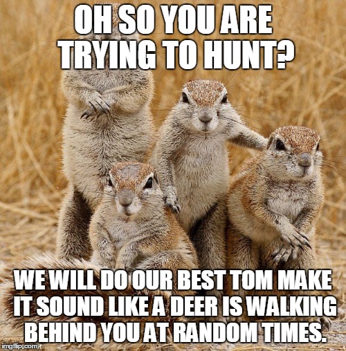squirrels  | OH SO YOU ARE TRYING TO HUNT? WE WILL DO OUR BEST TOM MAKE IT SOUND LIKE A DEER IS WALKING BEHIND YOU AT RANDOM TIMES. | image tagged in squirrels | made w/ Imgflip meme maker