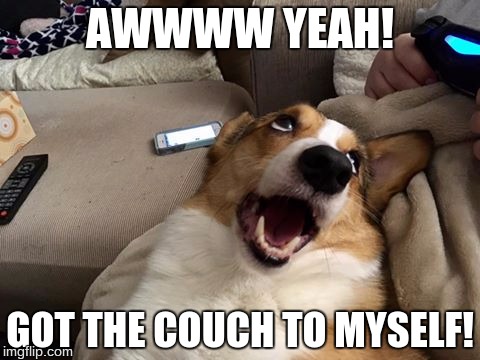 Couch Dog | AWWWW YEAH! GOT THE COUCH TO MYSELF! | image tagged in henry the corgi dog | made w/ Imgflip meme maker