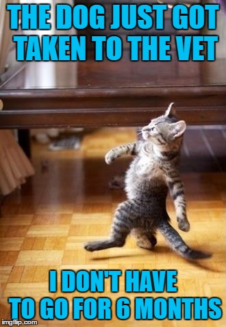 No vet for this kitty | THE DOG JUST GOT TAKEN TO THE VET; I DON'T HAVE TO GO FOR 6 MONTHS | image tagged in memes,cool cat stroll | made w/ Imgflip meme maker