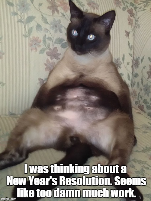 Lazy Siamese Kitty | I was thinking about a New Year's Resolution. Seems like too damn much work. | image tagged in siamese kitty belly,cute cat,big belly,lazy,new years | made w/ Imgflip meme maker