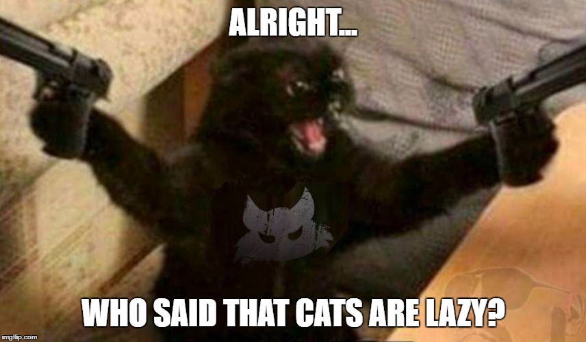 Cat With Guns | ALRIGHT... WHO SAID THAT CATS ARE LAZY? | image tagged in cat with guns | made w/ Imgflip meme maker