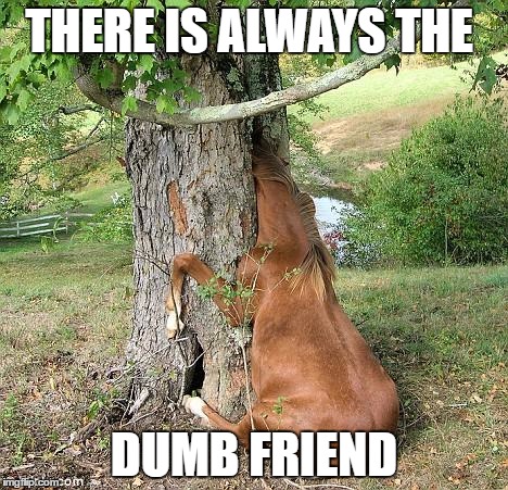 real horses | THERE IS ALWAYS THE; DUMB FRIEND | image tagged in real horses | made w/ Imgflip meme maker