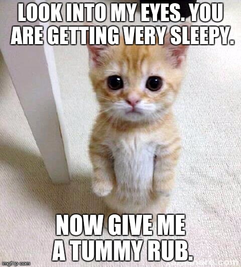 Cute Cat Meme | LOOK INTO MY EYES. YOU ARE GETTING VERY SLEEPY. NOW GIVE ME A TUMMY RUB. | image tagged in memes,cute cat | made w/ Imgflip meme maker