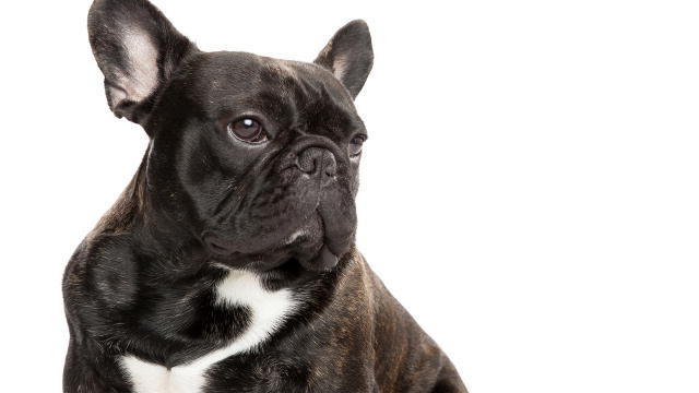 High Quality Black Frenchie French Bulldog Blank Meme Template